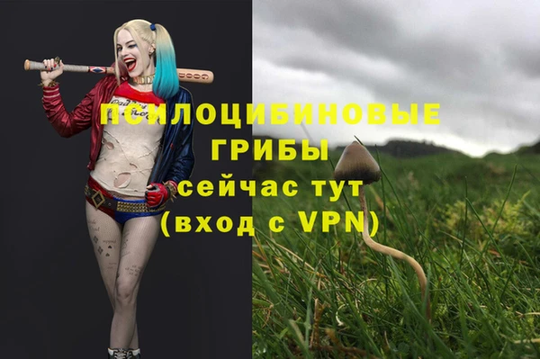 стаф Баксан