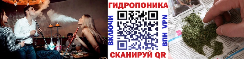 Канабис гибрид Западная Двина